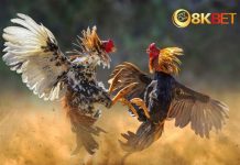 Đá Gà 8KBet – Nền Tảng Đá Gà Uy Tín Và Chất Lượng Hàng Đầu Đánh giá chi tiết về đá gà 8KBet