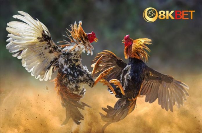 da-ga-8kbet-2 Đánh giá chi tiết về đá gà 8KBet